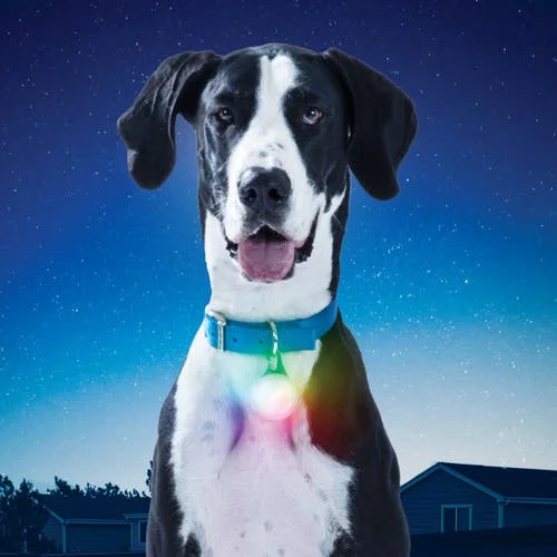 Spotlit Xl Rechargeable Led Collar Light - Disco Select